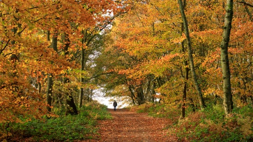 Visitor on a walk in autumn at Abinger Roughs and Netley Park, Surrey